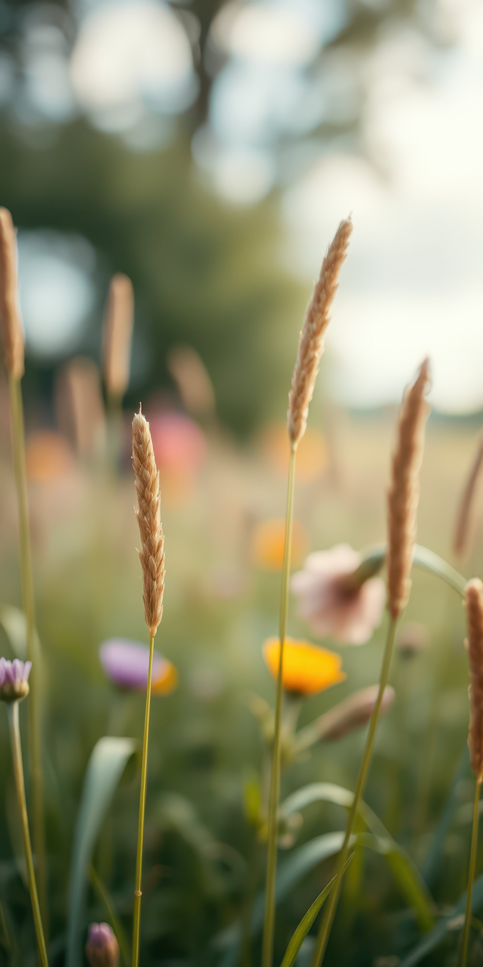 Beautiful wild grasses sway gently in a sunlit meadow during the late afternoon in spring